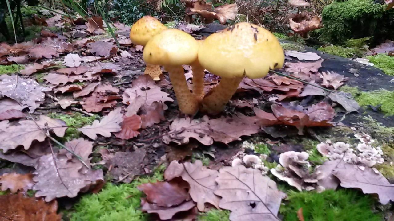 La Berceenne Jupilles Luaran gambar