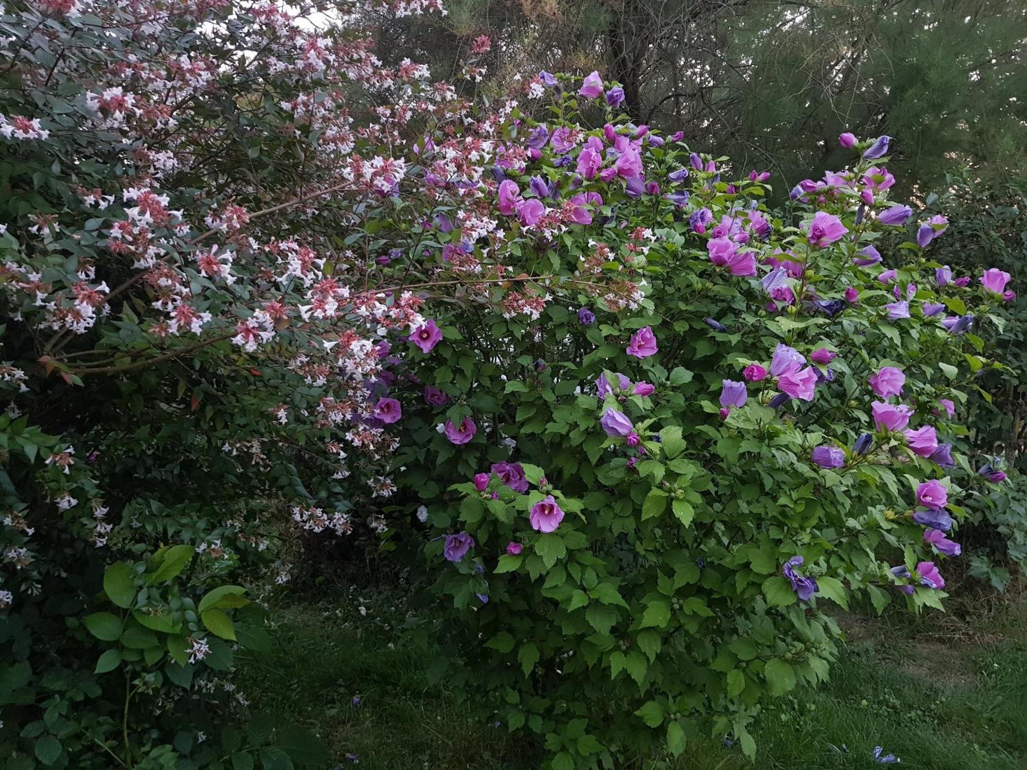 La Berceenne Jupilles Luaran gambar